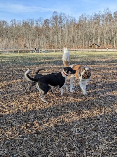 Bark Park at Miami Meadows - Milford, OH