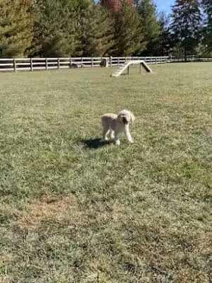 Bark Park at Miami Meadows - Milford, OH