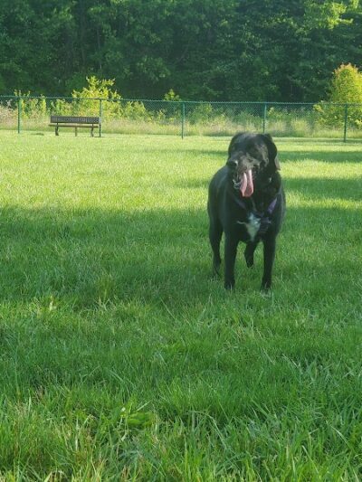Bark Park at Miami Meadows - Milford, OH