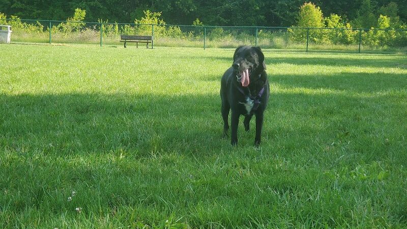 Bark Park at Miami Meadows - Milford, OH