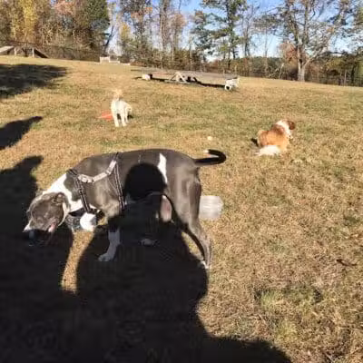 Butler Farm Dog Park - Millbury, MA