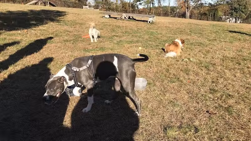 Butler Farm Dog Park - Millbury, MA