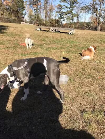 Butler Farm Dog Park - Millbury, MA