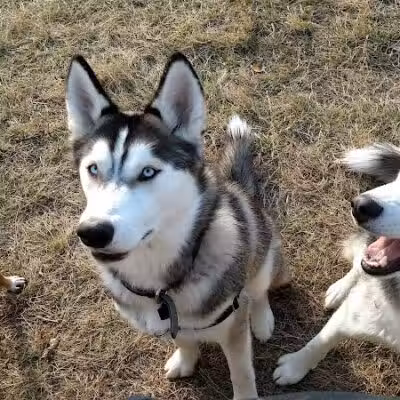 Butler Farm Dog Park - Millbury, MA