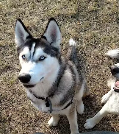 Butler Farm Dog Park - Millbury, MA