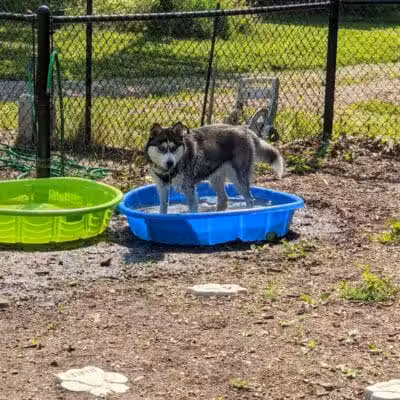 Butler Farm Dog Park - Millbury, MA