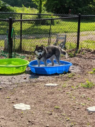 Butler Farm Dog Park - Millbury, MA
