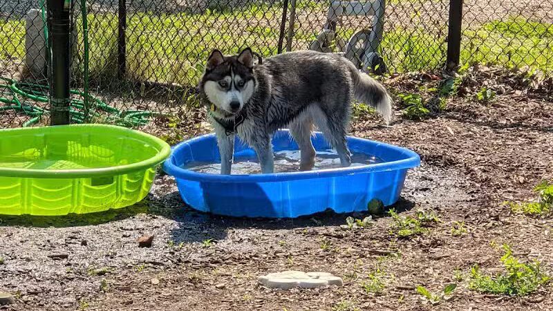 Butler Farm Dog Park - Millbury, MA