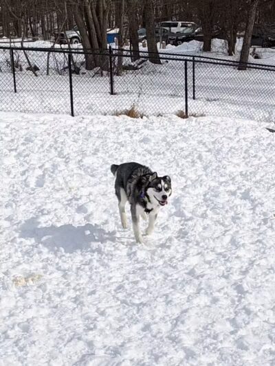 Butler Farm Dog Park - Millbury, MA