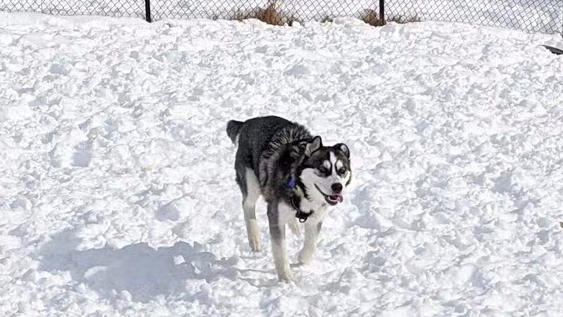 Butler Farm Dog Park - Millbury, MA