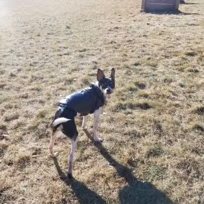 Butler Farm Dog Park - Millbury, MA