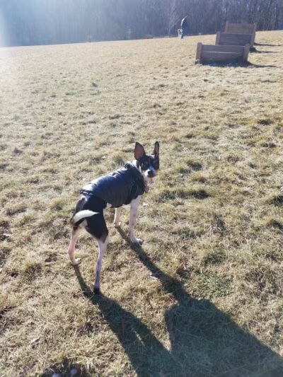 Butler Farm Dog Park - Millbury, MA