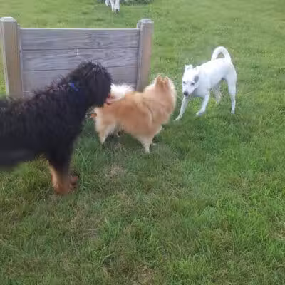 Butler Farm Dog Park - Millbury, MA