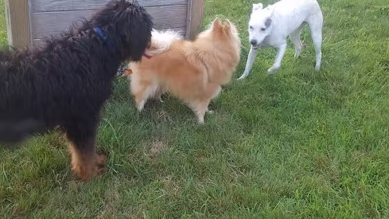 Butler Farm Dog Park - Millbury, MA