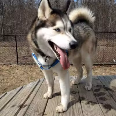 Butler Farm Dog Park - Millbury, MA