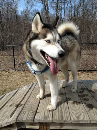 Butler Farm Dog Park - Millbury, MA