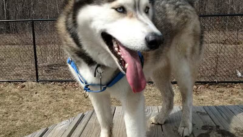 Butler Farm Dog Park - Millbury, MA