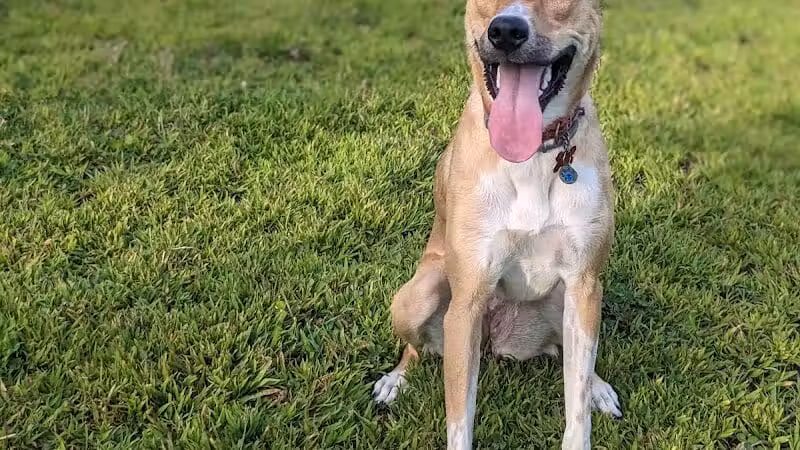 Butler Farm Dog Park - Millbury, MA