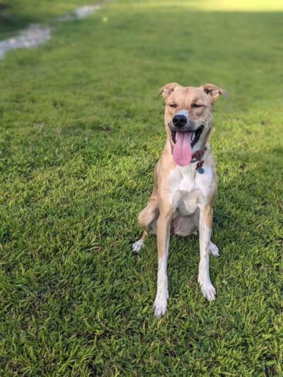 Butler Farm Dog Park - Millbury, MA
