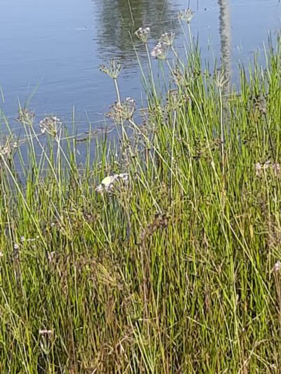 Veteran's Memorial Park - Millbury, OH