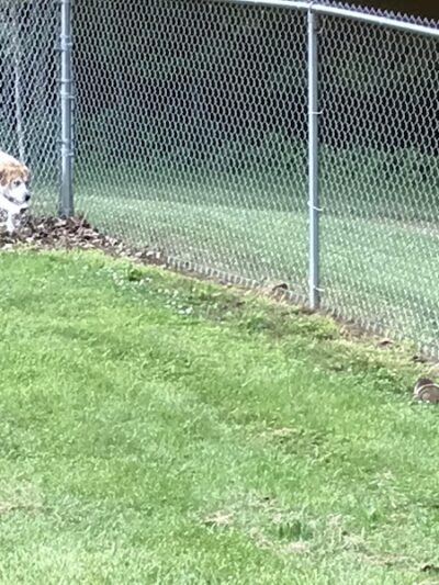 Pampered Paws Dog Park - Millersburg, OH