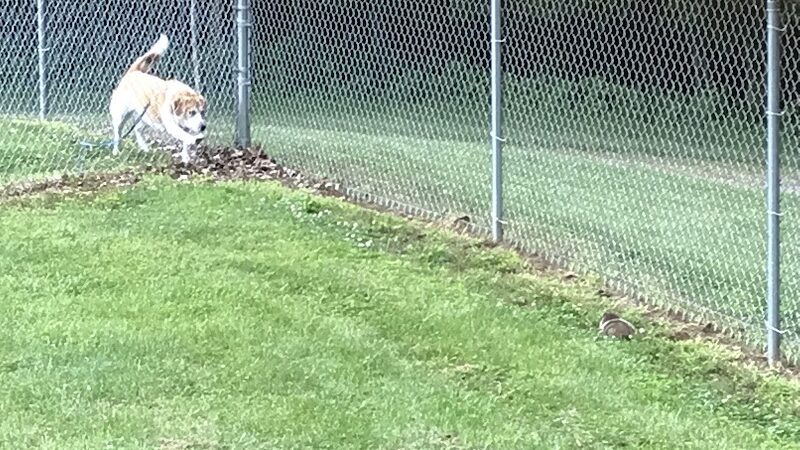 Pampered Paws Dog Park - Millersburg, OH