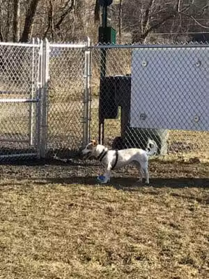 Pampered Paws Dog Park - Millersburg, OH