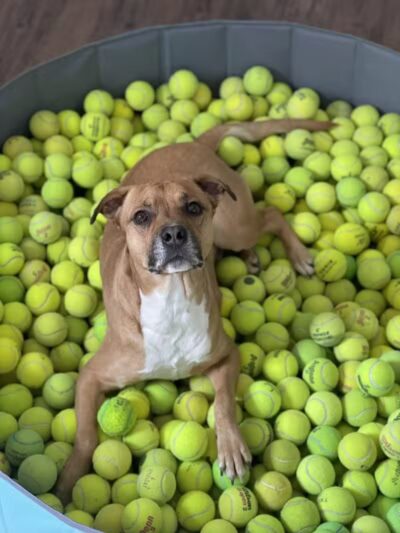 Buckeye Lake Bark Club - Millersport, OH