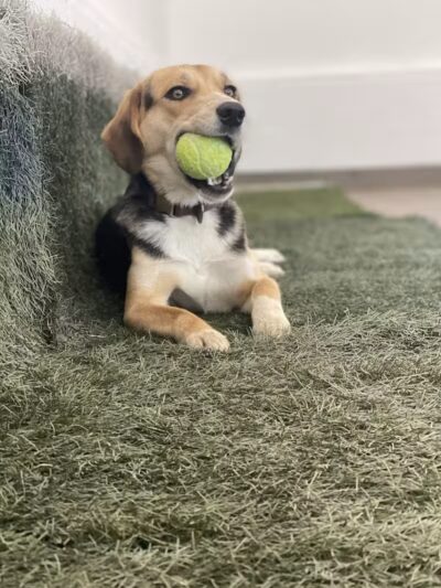 Buckeye Lake Bark Club - Millersport, OH