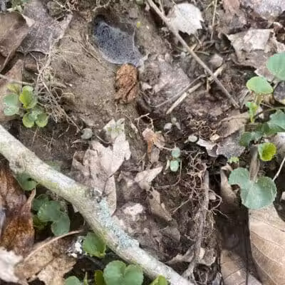 Mingo Sportsman Club Field Trial Grounds - Mingo Junction, OH