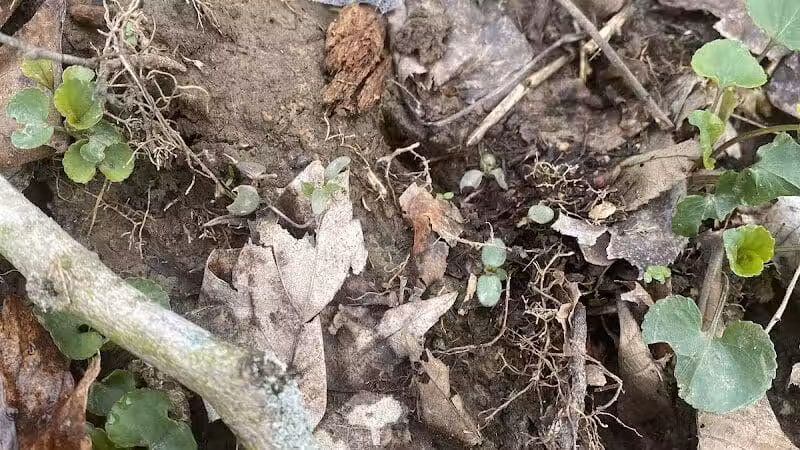 Mingo Sportsman Club Field Trial Grounds - Mingo Junction, OH