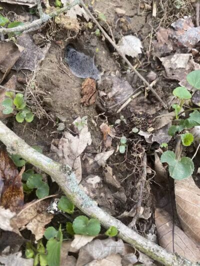 Mingo Sportsman Club Field Trial Grounds - Mingo Junction, OH