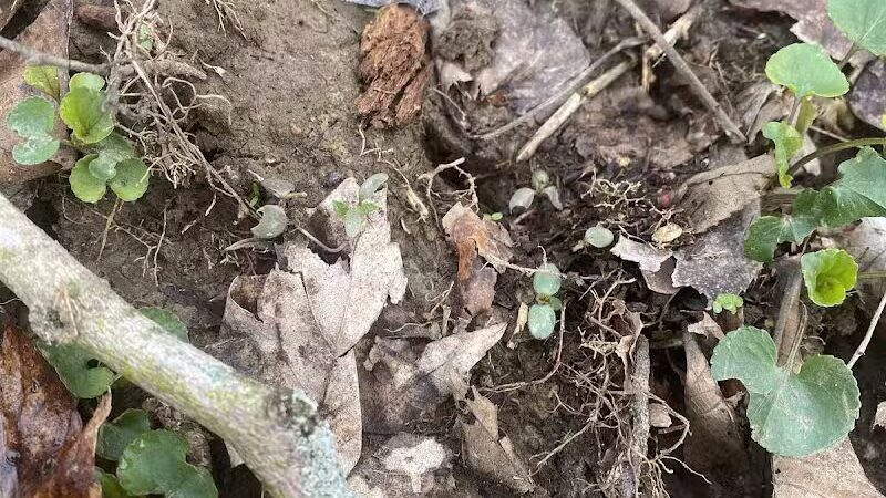 Mingo Sportsman Club Field Trial Grounds - Mingo Junction, OH