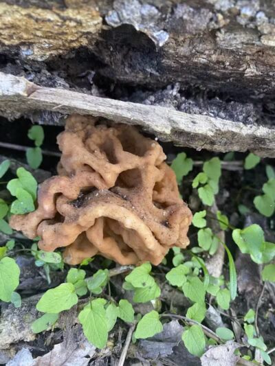 Mingo Sportsman Club Field Trial Grounds - Mingo Junction, OH