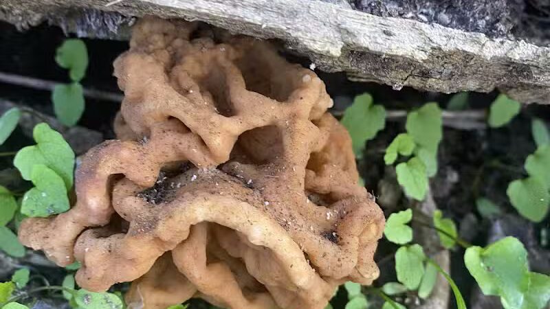 Mingo Sportsman Club Field Trial Grounds - Mingo Junction, OH