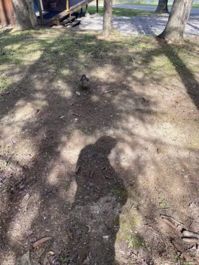 Mingo Sportsman Club Field Trial Grounds - Mingo Junction, OH