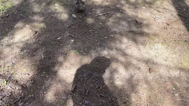 Mingo Sportsman Club Field Trial Grounds - Mingo Junction, OH