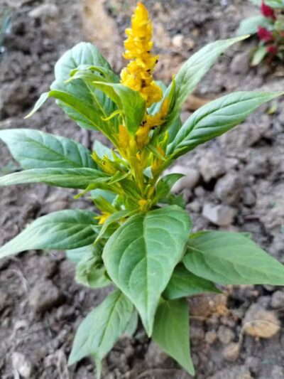 Woof Inn - Mingo Junction, OH