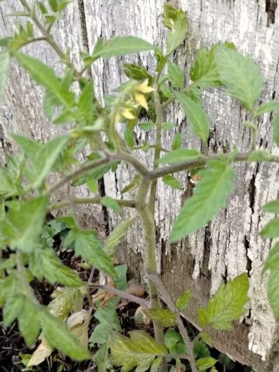 Woof Inn - Mingo Junction, OH