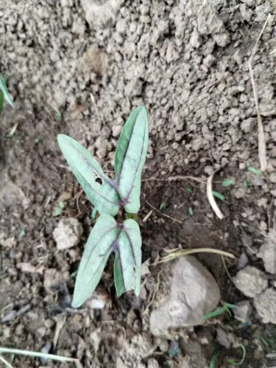 Woof Inn - Mingo Junction, OH