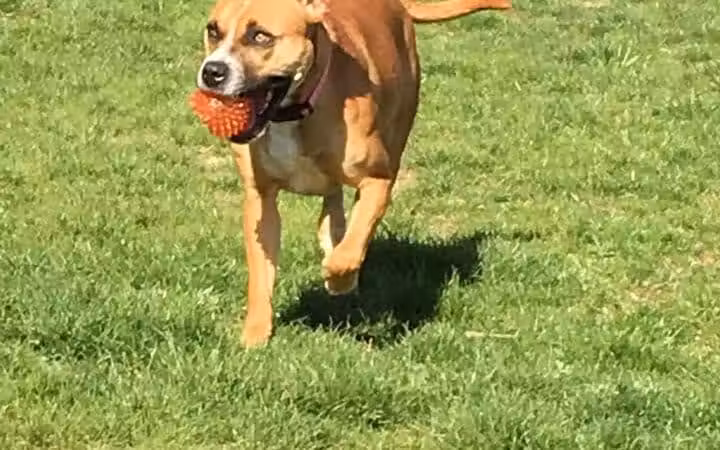 Woof Inn - Mingo Junction, OH