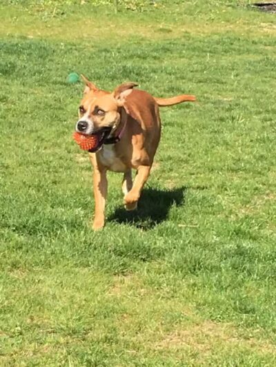 Woof Inn - Mingo Junction, OH