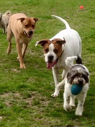 Woof Inn - Mingo Junction, OH