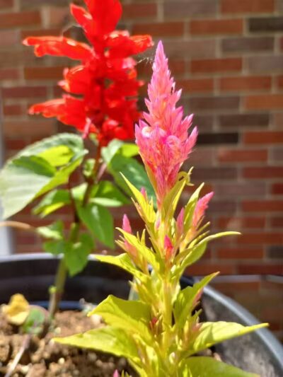 Woof Inn - Mingo Junction, OH