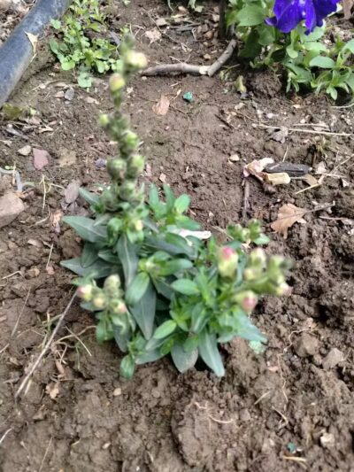 Woof Inn - Mingo Junction, OH