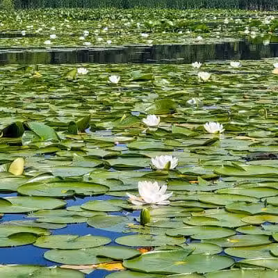 Wingfoot Lake State Park - Mogadore, OH
