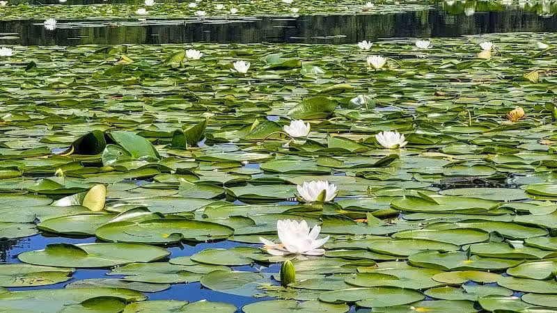 Wingfoot Lake State Park - Mogadore, OH