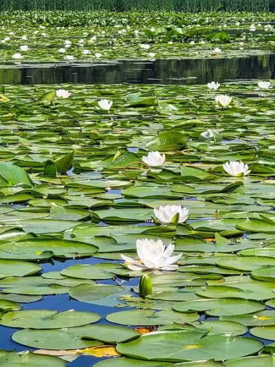 Wingfoot Lake State Park - Mogadore, OH