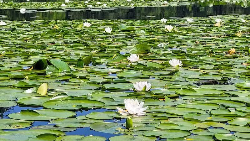 Wingfoot Lake State Park - Mogadore, OH