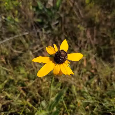 Cannonball Prairie Metropark - Monclova Township, OH